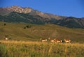 Antelope on Prairie