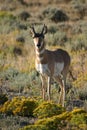 Antelope and Rabbit Brush Royalty Free Stock Photo