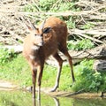 Antelope red lechwe Royalty Free Stock Photo