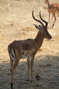 Antelope at ruaha national park day time. Royalty Free Stock Photo