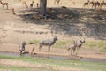 Antelope at ruaha national park day time. Royalty Free Stock Photo