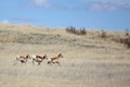 Antelope running across prairie