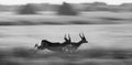 Antelope running at high speed. Very dynamic shot. Botswana. Okavango Delta. Royalty Free Stock Photo