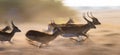 Antelope running at high speed. Very dynamic shot. Botswana. Okavango Delta. Royalty Free Stock Photo