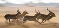 Antelope running at high speed. Very dynamic shot. Botswana. Okavango Delta. Royalty Free Stock Photo