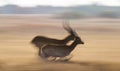 Antelope running at high speed. Very dynamic shot. Botswana. Okavango Delta. Royalty Free Stock Photo