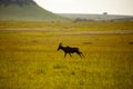 Antelope running in the savannah at sunset Royalty Free Stock Photo