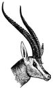 Antelope`s head I Antique Animal Illustrations