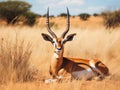 Antelope in safari park in South Africa