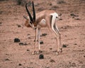 An antelope at Samburu National Reserve, Kenya
