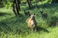 Antelope in Sariska national Park in India Royalty Free Stock Photo