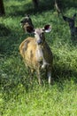 Antelope in Sariska national Park in India