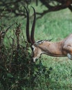 Antelope in the Savannah Grassland