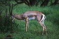 Antelope in the Savannah Grassland