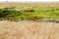 Antelope in Serengeti National Park, Tanzania Royalty Free Stock Photo