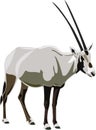 Antelope Series Arabian oryx Royalty Free Stock Photo