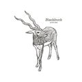 Antelope Series Blackbuck - Vector