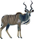 Antelope Series Greater kudu Royalty Free Stock Photo