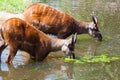 Antelope Sitatunga eats water algae Royalty Free Stock Photo
