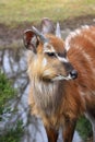 Antelope Sitatunga Marshbuck Africa Wildlife