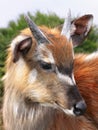 Antelope Sitatunga Marshbuck Africa Wildlife