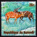 Antelope Sitatunga or marshbuck (Tragelaphus spekii), series Animals Burundi, circa 1975