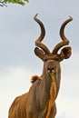 Antelope in South Africa