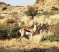 Antelope Royalty Free Stock Photo