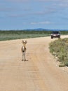 Antelope springbok, Etosha, Namibia
