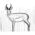 Antelope Springbok