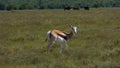 Antelope Springbok in Karoo Nature Reserve, South Africa