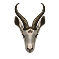 Antelope springbok.Wild animal. Isolated antelope head on white background.Realistic drawing, illustration of the African savannah