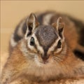 Antelope squirrel posing for a portrait Royalty Free Stock Photo