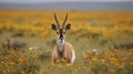 An antelope stands amidst a field of wildflowers Royalty Free Stock Photo