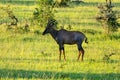 An antelope stands on the green grass in the African savannah. Topi antelope Damaliscus lunatus, Kenya Royalty Free Stock Photo