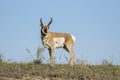 Antelope stands on a hill Royalty Free Stock Photo