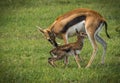 Antelope Thompson and her newborn baby in Masai Mara, Kenya