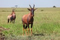 Antelope topi Royalty Free Stock Photo