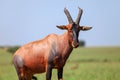 Antelope topi Royalty Free Stock Photo