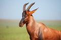 Antelope topi Royalty Free Stock Photo