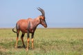 Antelope topi Royalty Free Stock Photo