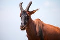 Antelope topi Royalty Free Stock Photo