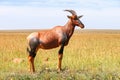 Antelope topi or sassaby Royalty Free Stock Photo