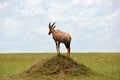 Antelope Topi, Tanzania, Africa Royalty Free Stock Photo