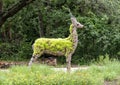 Antelope topiary on display at the Fort Worth Botanic Garden, Texas.