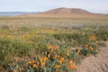 Antelope Valley Poppy Reserve, California, USA Royalty Free Stock Photo