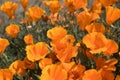 Antelope Valley Poppy Reserve, California, USA Royalty Free Stock Photo