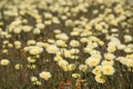 Antelope Valley Poppy Reserve, California, USA Royalty Free Stock Photo