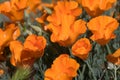 Antelope Valley Poppy Reserve, California, USA Royalty Free Stock Photo