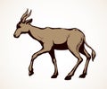 Antelope. Vector illustration Royalty Free Stock Photo